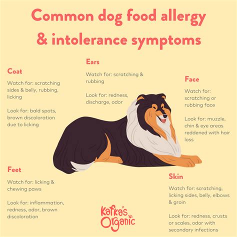 Dog Food Allergy Symptoms And Allergy Free Diet Guide