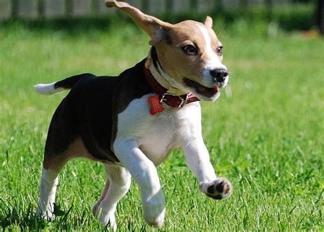 Beagle Information Dog Breeds At Thepetowners