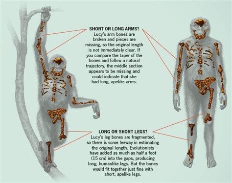 Bringing Lucy To Life Answers In Genesis