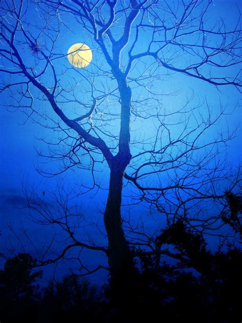 Beautiful Blue Sky And White Moon Through Tree Moonlight Photography