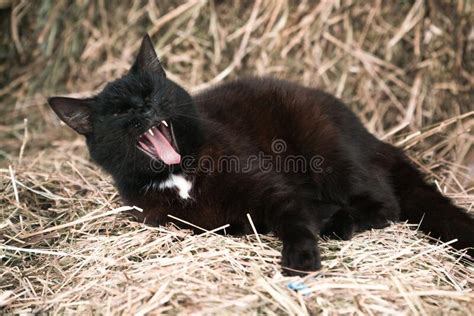 Black Cat Yawns Lying On The Straw Stock Photo Image Of Mammal