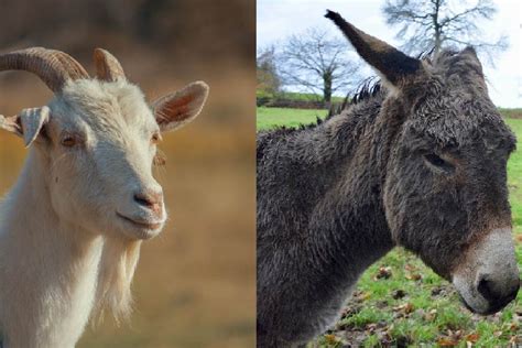 Can Donkeys And Goats Live Together Tips For Farm Owners