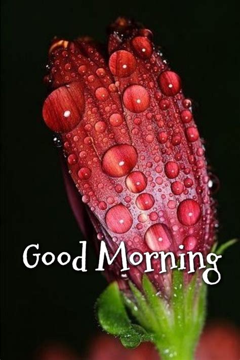 Pin By Lalit Rana On Morning Wishes Water Droplets Dew Drops Rain Drops