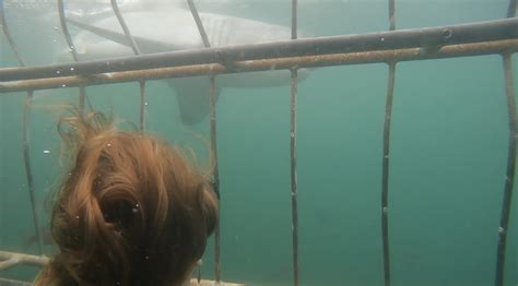 terrifying moment great white shark slams into diver s cage and comes just inches from camera as
