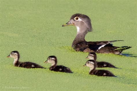 Female Wood Duck And Her Ducklings Rbirding