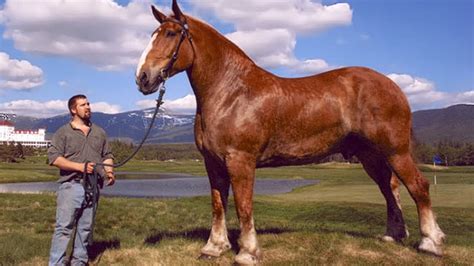 Biggest Horse Ever And An A B S O L U T E U N I T Absoluteunits