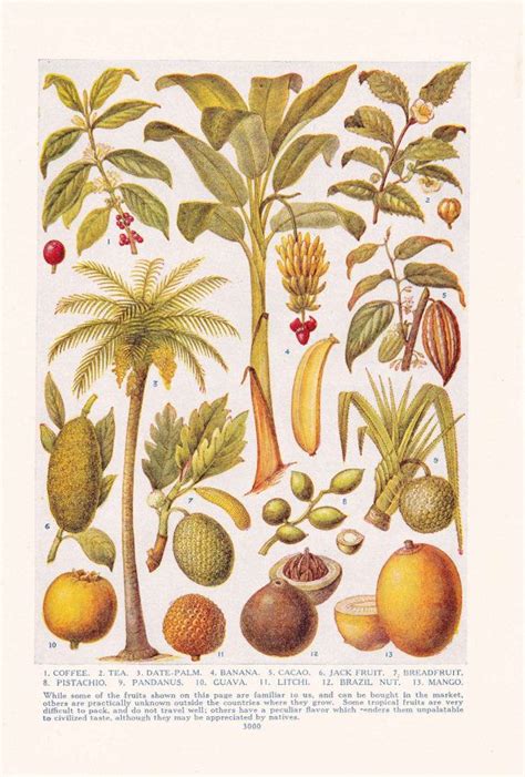 1947 Botany Print Tropical Fruit Vintage Plant Home Decor Etsy