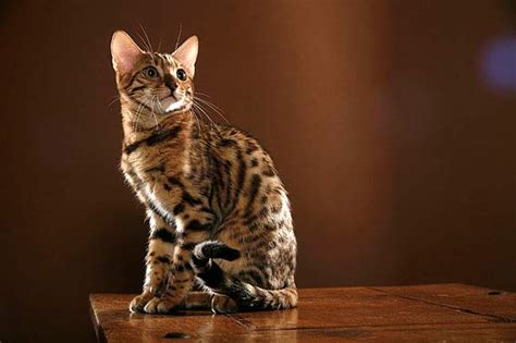 Bengal kitten, bengalkatze größe, bengalkatze, bengalen, bengalkatzen, bengalkatzen, bengalkatzen, bengalkatzen, bengalkatzen, bengalkatzen, bengalkatzen, bengalkatzen. Bengalkatze - Bengal - Alle Infos zur Rasse