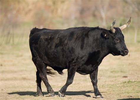 Insolite le sperme de taureau peut il sauver notre planète