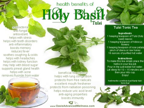Health Benefits Of Holy Basil Tulsi Exhibit Health Healing Herbs