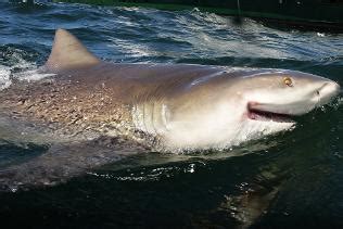 However, the story that started 'jaws' happened in 1916. Bull shark spotted in Brisbane River | The Courier-Mail