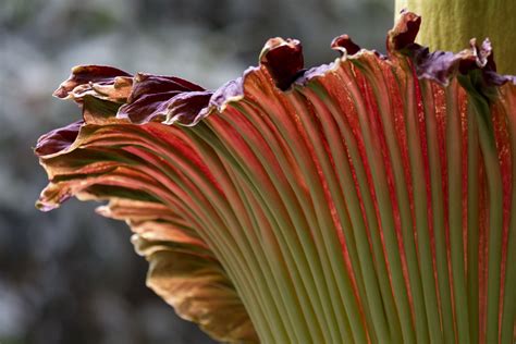Those pulses of heat cause the air to rise, like a chimney effect, ray mims, a spokesperson for the u.s. Corpse flowers are invading the East Coast: Here's how to ...