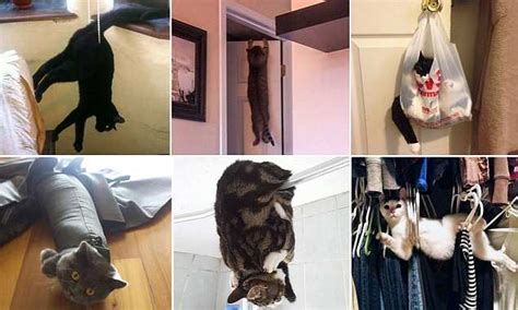 Cat Pictures Show Felines Caught In Series Of Hilarious Predicaments Daily Mail Online