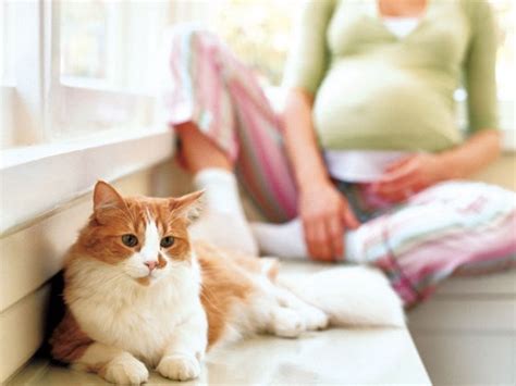 Cats And Pregnancy Lovecats World