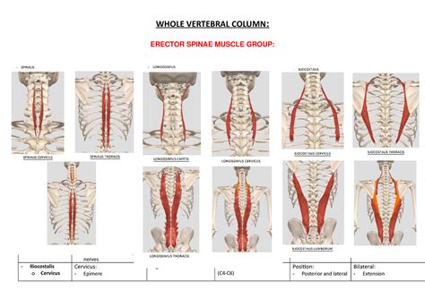 Muscles Of Vertebral Column Whole Vertebral Column Erector Spinae