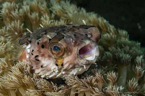 Pufferfish Profiles Facts Information And Pictures