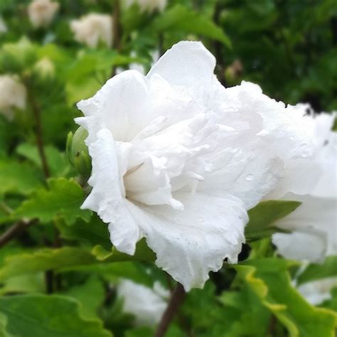 White Rose Of Sharon Althea Trees For Sale