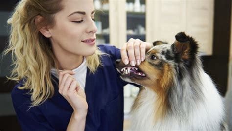 Chronic Mouth Inflammation And Ulcers In Dogs Symptoms Causes