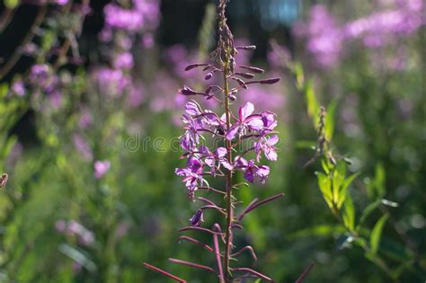 Closeup Of Chamaenerion Angustifolium Also Known As Fireweed Stock