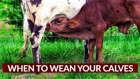 When To Wean Your Calves Youtube