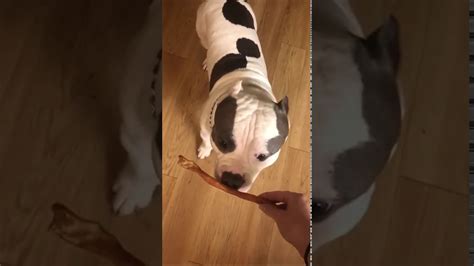 Funny Dog Doing His Happy Dance After Getting A Snack Youtube