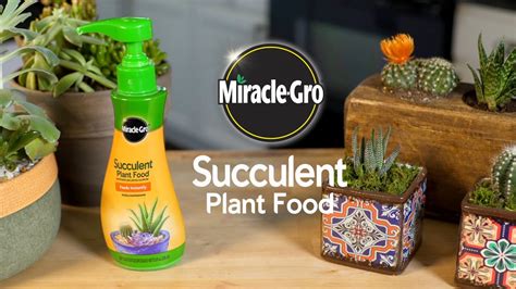 How To Feed Succulents And Cactus Plants Using Miracle Gro® Succulent