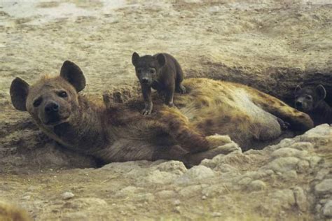 The Painful Realities Of Hyena Sex Live Science