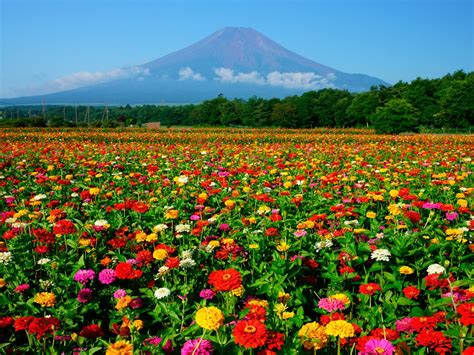 Lake Yamanaka Flower Park Colourful Flowers Next Mtfuji Japan Web