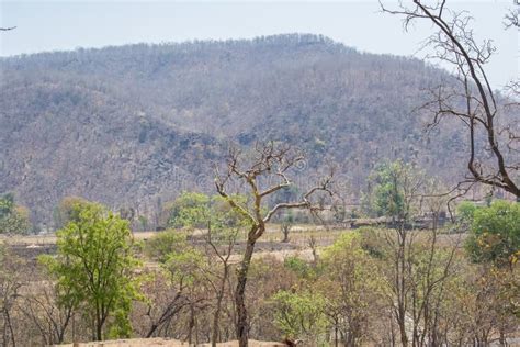 Dry Deciduous Forest And Vindhyanchal Hills Stock Photo Image Of