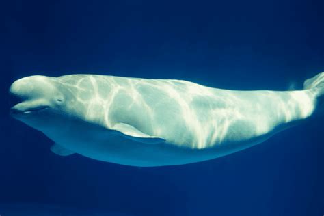 Beluga Whale Facts Critterfacts