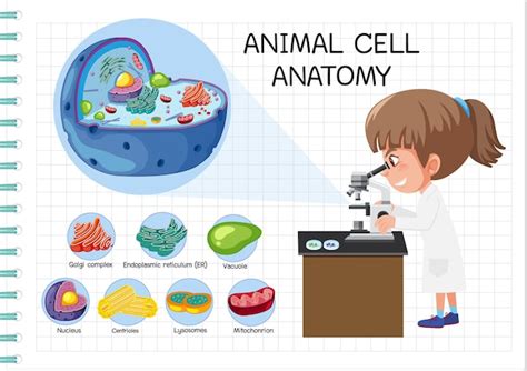 Anatomía De La Célula Animal Diagrama De Biología Vector Premium