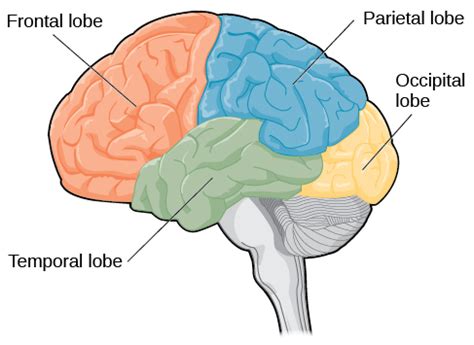 Parietal Lobe Function Location Structure And Related Conditions