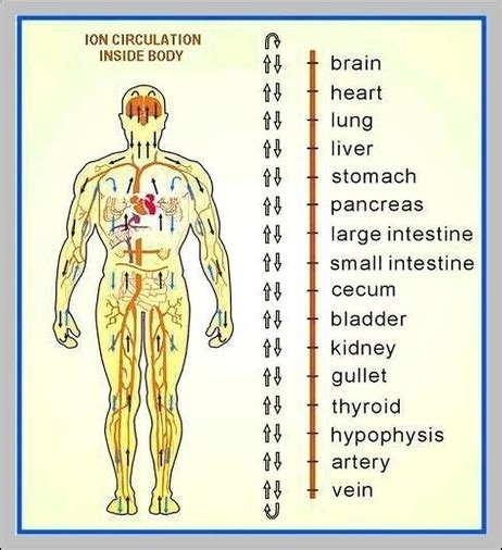 Chart Of The Human Body Anatomy System Human Body Anatomy Diagram