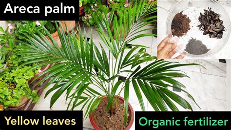 Areca Palm Care Best Fertilizer 4 Areca Palm Plant To Make Bushy N