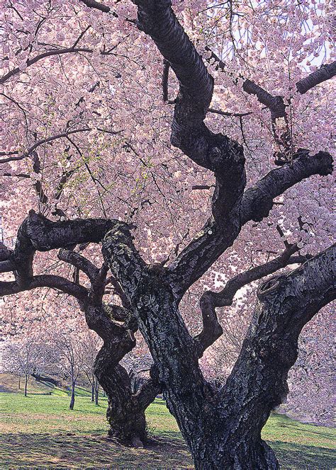 Double Cherry Blossom Trees Photograph By Maria Costa Fine Art America