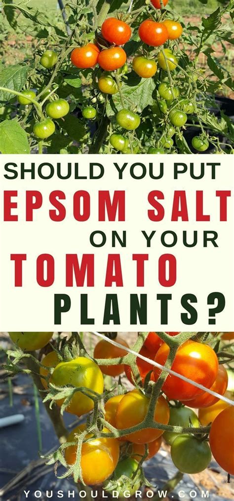 Epsom Salt To Tomato Plants