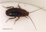 Cockroach Water Bug Images