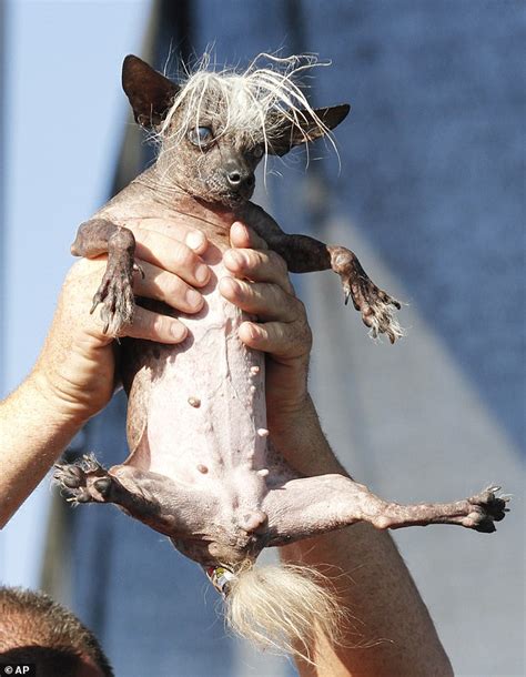 Peanut Is Crowned Worlds Ugliest Dog Daily Mail Online
