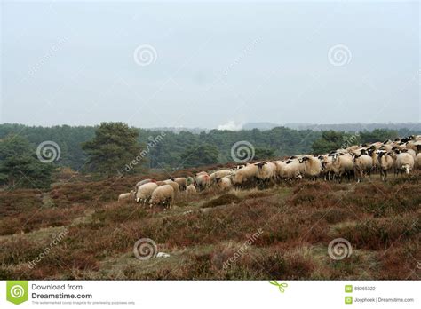 Sheep On The Hill On The Hei Stock Photo Image Of Brunssum Herder