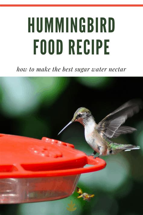 Hummingbird Food Recipe How To Make Homemade Hummingbird Nectar