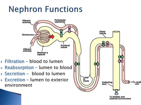 Ppt The Urinary System Structure And Functions Of Nephron Powerpoint