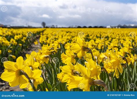Huge Bulb Fields With Yellow Wild Daffodils Under A Threatening Cloudy