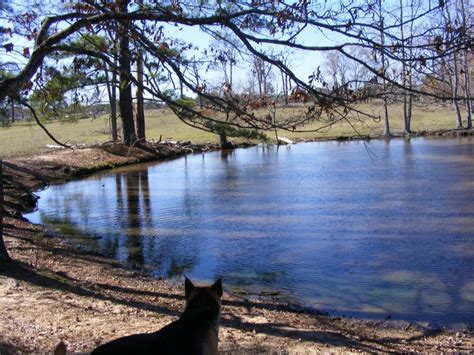Premier East Texas Horse Farm for Sale in Winona, TX - Smith County
