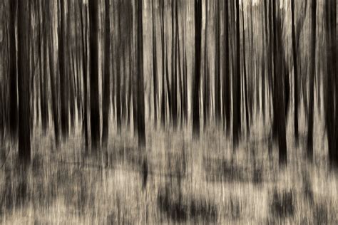 Wallpaper Wood Abstract Blur Art Monochrome Forest Mono Woods