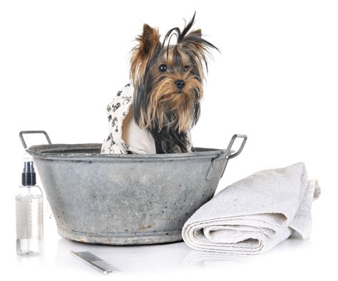If you need to wash your dog more frequently, then the use of any type of human shampoo should be avoided. First Yorkie bath - Yorkie Guide