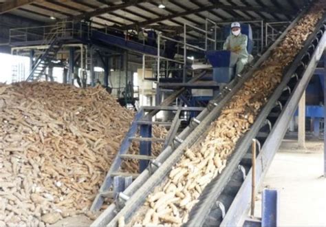 Cassava Processing Factory In Rivers Begins Operations Next Month