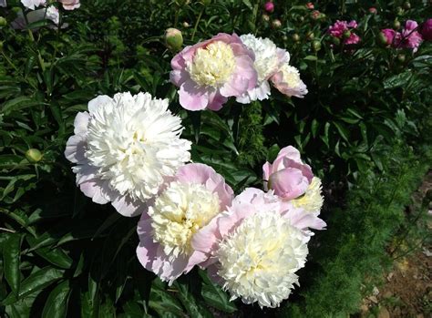 Peony Paeonia Lactiflora Touch Of Class In The Peonies Database