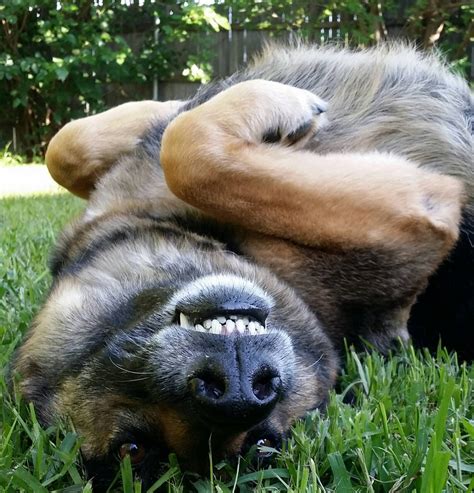 13 Astonishing Facts About German Shepherds That Will Leave You In Awe