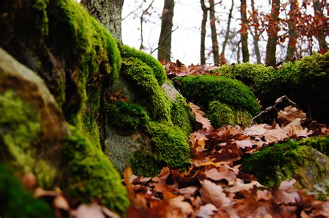 Free Images Tree Nature Forest Rock Leaf Flower Moss Stream