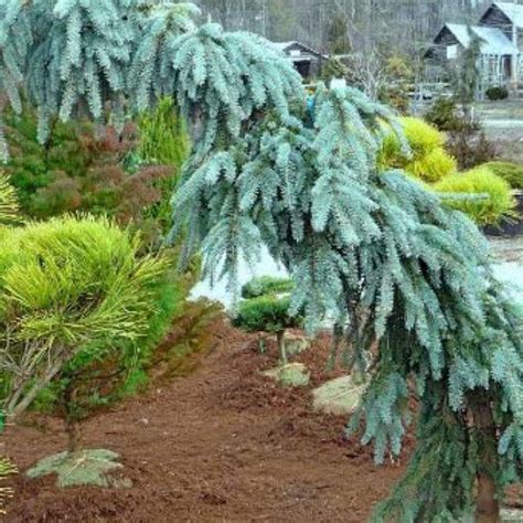 Spruce Weeping Blue Spruce Picea Pungens Glauca Slenderina Pendula
